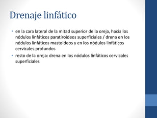 Drenaje linfático
• en la cara lateral de la mitad superior de la oreja, hacia los
nódulos linfáticos paratiroideos superficiales / drena en los
nódulos linfáticos mastoideos y en los nódulos linfáticos
cervicales profundos
• resto de la oreja: drena en los nódulos linfáticos cervicales
superficiales
 
