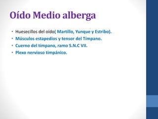 Oído Medio alberga
• Huesecillos del oído( Martillo, Yunque y Estribo).
• Músculos estapedios y tensor del Tímpano.
• Cuerno del tímpano, ramo S.N.C VII.
• Plexo nervioso timpánico.
 