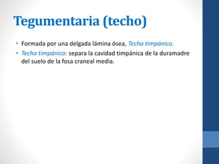 Tegumentaria (techo)
• Formada por una delgada lámina ósea, Techo timpánico.
• Techo timpánico: separa la cavidad timpánica de la duramadre
del suelo de la fosa craneal media.
 