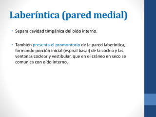 Laberíntica (pared medial)
• Separa cavidad timpánica del oído interno.
• También presenta el promontorio de la pared laberíntica,
formando porción inicial (espiral basal) de la cóclea y las
ventanas coclear y vestibular, que en el cráneo en seco se
comunica con oído interno.
 