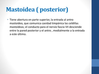 Mastoidea ( posterior)
• Tiene abertura en parte superior, la entrada al antro
mastoideo, que comunica cavidad timpánica las celdillas
mastoideas; el conducto para el nervio fascia VII desciende
entre la pared posterior y el antro , medialmente a la entrada
a este último.
 