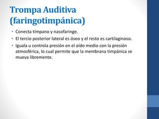 Trompa Auditiva
(faringotimpánica)
• Conecta tímpano y nasofaringe.
• El tercio posterior lateral es óseo y el resto es cartilaginoso.
• Iguala u controla presión en el oído medio con la presión
atmosférica, lo cual permite que la membrana timpánica se
mueva libremente.
 