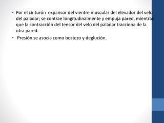 • Por el cinturón expansor del vientre muscular del elevador del velo
del paladar; se contrae longitudinalmente y empuja pared, mientras
que la contracción del tensor del velo del paladar tracciona de la
otra pared.
• Presión se asocia como bostezo y deglución.
 