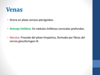 Venas
• Drena en plexo venoso pterigoideo.
• Drenaje linfático: En nódulos linfáticos cervicales profundos.
• Nervios: Procede del plexo timpánico, formado por fibras del
nervio glosofaríngeo IX.
 