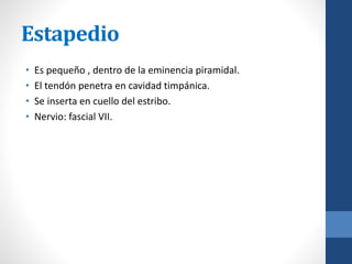 Estapedio
• Es pequeño , dentro de la eminencia piramidal.
• El tendón penetra en cavidad timpánica.
• Se inserta en cuello del estribo.
• Nervio: fascial VII.
 