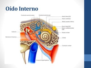 Oído Interno
 