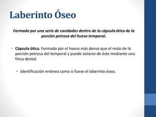Laberinto Óseo
Formado por una serie de cavidades dentro de la cápsula ótica de la
porción petrosa del hueso temporal.
• Cápsula ótica. Formada por el hueso más denso que el resto de la
porción petrosa del temporal y puede aislarse de éste mediante una
fresa dental.
• Identificación errónea como si fuese el laberinto óseo.
 