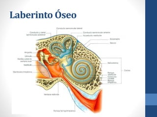Laberinto Óseo
 