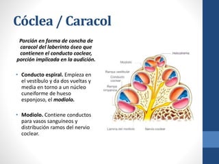 Cóclea / Caracol
Porción en forma de concha de
caracol del laberinto óseo que
contienen el conducto coclear,
porción implicada en la audición.
• Conducto espiral. Empieza en
el vestíbulo y da dos vueltas y
media en torno a un núcleo
cuneiforme de hueso
esponjoso, el modiolo.
• Modiolo. Contiene conductos
para vasos sanguíneos y
distribución ramos del nervio
coclear.
 