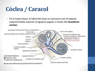 Cóclea / Caracol
• En la espira basal, el laberinto óseo se comunica con el espacio
subaracnoideo superior al agujero yugular a través del acueducto
coclear.
 
