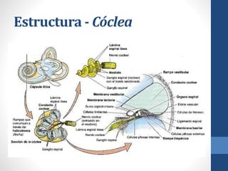 Estructura - Cóclea
 