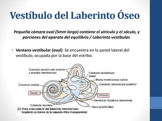 Vestíbulo del Laberinto Óseo
Pequeña cámara oval (5mm largo) contiene el utrículo y el sáculo, y
porciones del aparato del equilibrio / Laberinto vestibular.
• Ventana vestibular (oval). Se encuentra en la pared lateral del
vestíbulo, ocupada por la base del estribo.
 