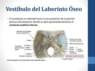 Vestíbulo del Laberinto Óseo
• El acueducto se extiende hacia la cara posterior de la porción
petrosa del temporal, donde se abre posterolateralmente al
conducto auditivo interno.
 