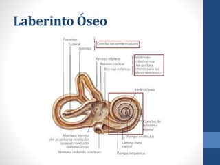 Laberinto Óseo
 
