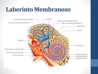 Laberinto Membranoso
 