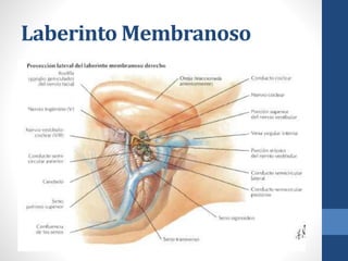 Laberinto Membranoso
 