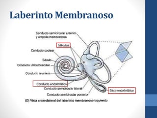 Laberinto Membranoso
 