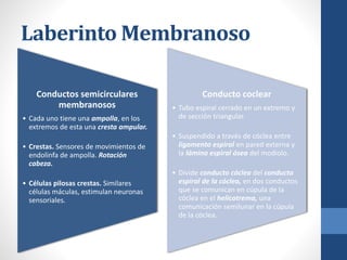 Laberinto Membranoso
Conductos semicirculares
membranosos
• Cada uno tiene una ampolla, en los
extremos de esta una cresta ampular.
• Crestas. Sensores de movimientos de
endolinfa de ampolla. Rotación
cabeza.
• Células pilosas crestas. Similares
células máculas, estimulan neuronas
sensoriales.
Conducto coclear
• Tubo espiral cerrado en un extremo y
de sección triangular.
• Suspendido a través de cóclea entre
ligamento espiral en pared externa y
la lámina espiral ósea del modiolo.
• Divide conducto cóclea del conducto
espiral de la cóclea, en dos conductos
que se comunican en cúpula de la
cóclea en el helicotrema, una
comunicación semilunar en la cúpula
de la cóclea.
 
