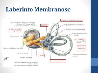Laberinto Membranoso
 