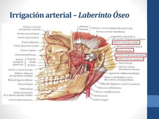 Irrigación arterial – Laberinto Óseo
 