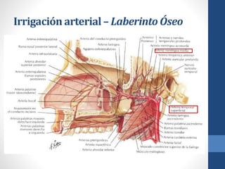 Irrigación arterial – Laberinto Óseo
 