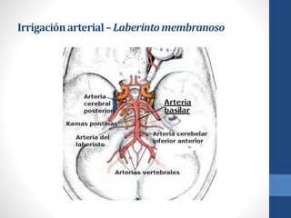 Irrigaciónarterial–Laberintomembranoso
 