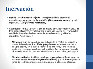 Inervación
• Nervio Vestibulococlear [VIII]. Transporta fibras aferentes
especiales encargadas de la audición (Componente coclear) y del
equilibrio (Componente vestibular).
• Abandonan hueso temporal por el meato acústico interno, cruza la
fosa craneal posterior y alcanza la superficie lateral del tronco del
encéfalo, introduciéndose entre la protuberancia y el bulbo
raquídeo. Se divide en:
• Nervio coclear. Se introduce por la base de la cóclea y asciende a
través del modiolo. Sus células ganglionares se encuentran en el
ganglio espiral, en la base de lámina del modiolo, a medida que
asciende en espiral alrededor del modiolo. Sus ramas atraviesan la
lámina del modiolo para inervar a los receptores del órgano espiral.
• Nervio vestibular. Se dilata y da lugar al ganglio vestibular antes de
dividirse en sus porciones superior e inferior, que se distribuyen a lo
largo de los tres conductos semicirculares, el utrículo y el sáculo.
 
