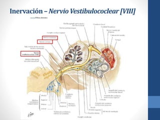 Inervación– NervioVestibulococlear[VIII]
 