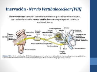 Inervación- NervioVestibulococlear[VIII]
El nervio coclear también tiene fibras eferentes para el epitelio sensorial.
Las cuales derivan del nervio vestibular cuando pasa por el conducto
auditivo interno.
 