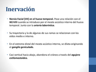 Inervación
• Nervio Facial [VII] en el hueso temporal. Pose una relación con el
NCrVIII cuando se introduce por el meato acústico interno del hueso
temporal. Junto con la arteria laberíntica.
• Su trayectoria y la de algunas de sus ramas se relacionan con los
oídos medio e interno.
• En el extremo distal del meato acústico interno, se dilata originando
el ganglio geniculado.
• Casi vertical hacia abajo, abandona el cráneo a través del agujero
estilomastoideo.
 
