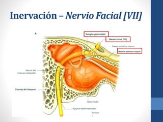 Inervación – Nervio Facial [VII]
 
