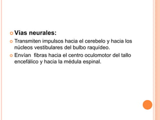  Vías neurales:
 Transmiten impulsos hacia el cerebelo y hacia los
núcleos vestibulares del bulbo raquídeo.
 Envían fibras hacia el centro oculomotor del tallo
encefálico y hacia la médula espinal.
 