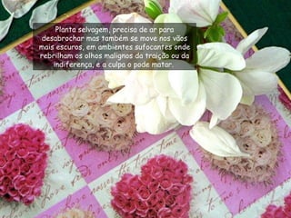 Planta selvagem, precisa de ar para desabrochar mas também se move nos vãos mais escuros, em ambientes sufocantes onde rebrilham os olhos malignos da traição ou da indiferença, e a culpa o pode matar.  