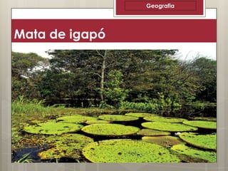 Geografia

Mata de igapó

 