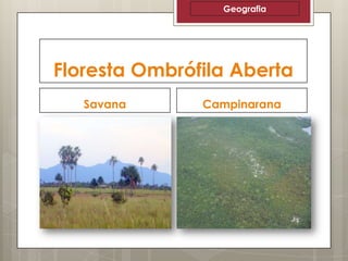 Geografia

Floresta Ombrófila Aberta
Savana

Campinarana

 