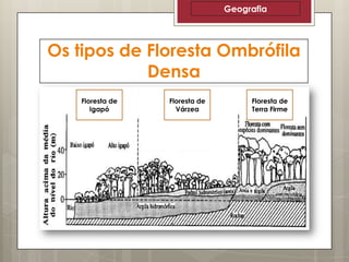Geografia

Os tipos de Floresta Ombrófila
Densa
Floresta de
Igapó

Floresta de
Várzea

Floresta de
Terra Firme

 