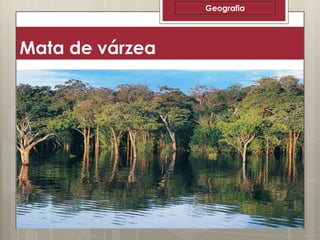 Geografia

Mata de várzea

 