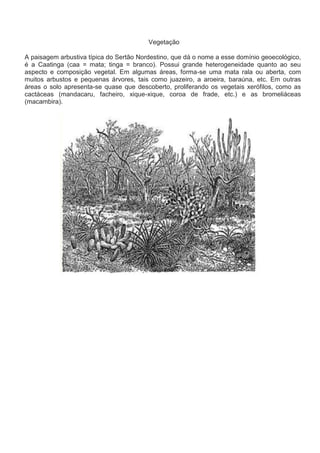 O DomíNio Das Caatingas