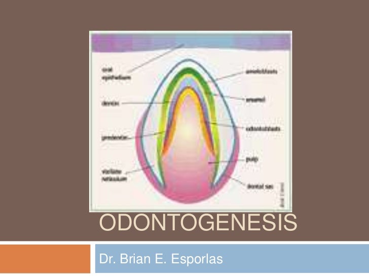odontogenesis