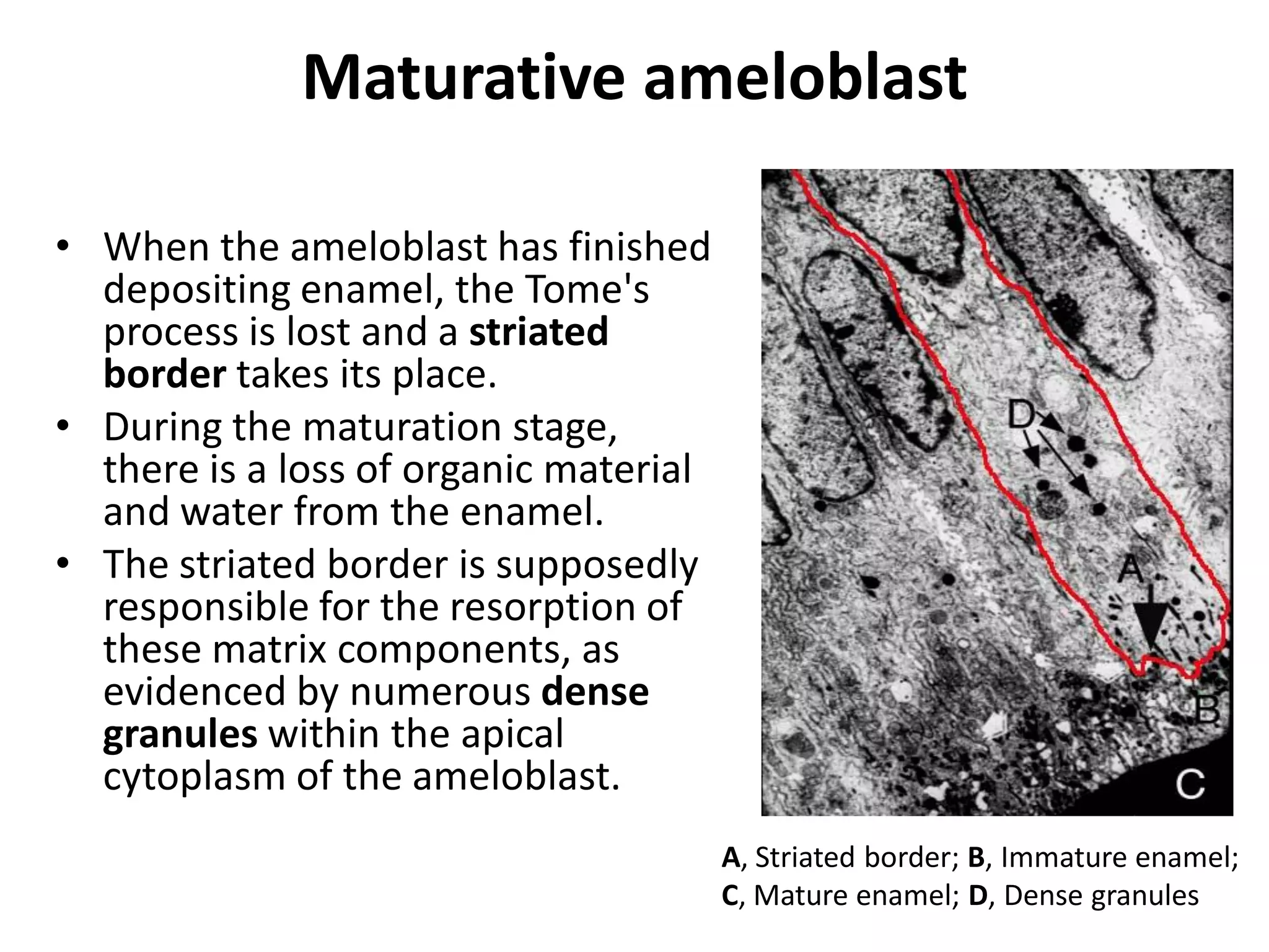 Maturative ameloblast

• When the ameloblast has finished
  depositing enamel, the Tome's
  process is lost and a striated
  border takes its place.
• During the maturation stage,
  there is a loss of organic material
  and water from the enamel.
• The striated border is supposedly
  responsible for the resorption of
  these matrix components, as
  evidenced by numerous dense
  granules within the apical
  cytoplasm of the ameloblast.
                                        A, Striated border; B, Immature enamel;
                                        C, Mature enamel; D, Dense granules
 