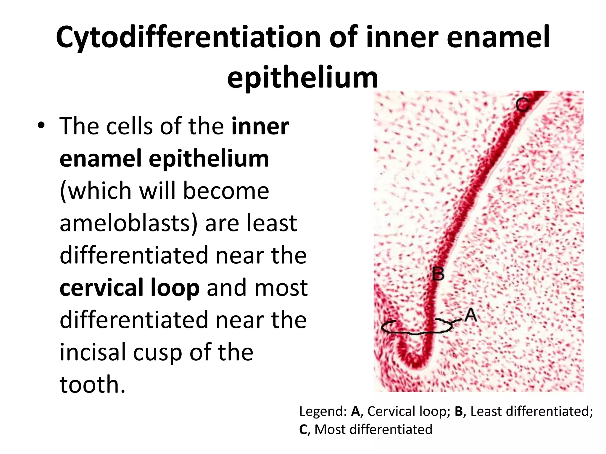 Cytodifferentiation of inner enamel
             epithelium
• The cells of the inner
  enamel epithelium
  (which will become
  ameloblasts) are least
  differentiated near the
  cervical loop and most
  differentiated near the
  incisal cusp of the
  tooth.
                        Legend: A, Cervical loop; B, Least differentiated;
                        C, Most differentiated
 