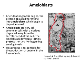 Ameloblasts

• After dentinogenesis begins, the
  preameloblasts differentiate
  into ameloblasts which begin to
  deposit enamel.
• Ameloblasts are very tall
  columnar cells with a nucleus
  displaced away from the
  secretory end of the cell. The
  ameloblasts develop a Tome's
  process shortly after beginning
  amelogenesis.
• This process is responsible for
  the production of enamel in the
  form of rods.
                                     Legend: A, Ameloblast nucleus; B, Enamel;
                                     C, Tome's process
 