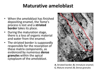 Maturative ameloblast

• When the ameloblast has finished
  depositing enamel, the Tome's
  process is lost and a striated
  border takes its place.
• During the maturation stage,
  there is a loss of organic material
  and water from the enamel.
• The striated border is supposedly
  responsible for the resorption of
  these matrix components, as
  evidenced by numerous dense
  granules within the apical
  cytoplasm of the ameloblast.
                                        A, Striated border; B, Immature enamel;
                                        C, Mature enamel; D, Dense granules
 