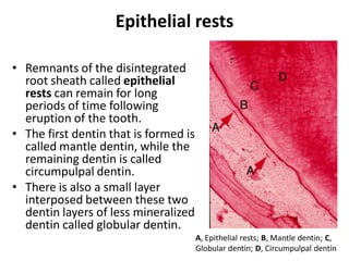 Epithelial rests

• Remnants of the disintegrated
  root sheath called epithelial
  rests can remain for long
  periods of time following
  eruption of the tooth.
• The first dentin that is formed is
  called mantle dentin, while the
  remaining dentin is called
  circumpulpal dentin.
• There is also a small layer
  interposed between these two
  dentin layers of less mineralized
  dentin called globular dentin.
                                       A, Epithelial rests; B, Mantle dentin; C,
                                       Globular dentin; D, Circumpulpal dentin
 