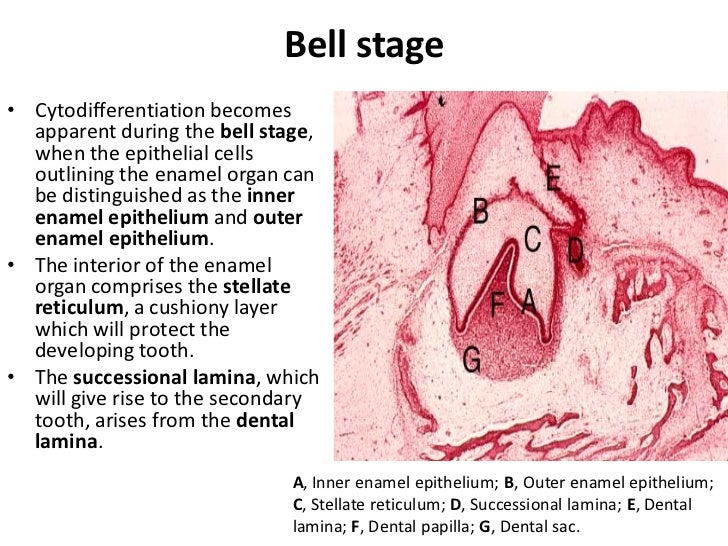 odontogenesis