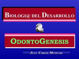 BIOLOGI@ DEL DESARROLLO
BIOLOGI@ DEL DESARROLLO


  ODONTOGENESIS
   DONTO ENESIS
        JUAN CARLOS MUNEVAR.
                               1
 