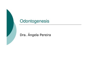 Odontogenesis
Dra. Ángela Pereira
 