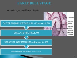 EARLY BELL STAGE:
Enamel Organ: 4 different of cells
INNER ENAMEL EPITHELIUM -Concave of EO
STRATUM INTERMEDIUM-adjacent to IEE
STELLATE RECTICULAM
OUTER ENAMEL EPITHELIUM -Convex of EO
16
 