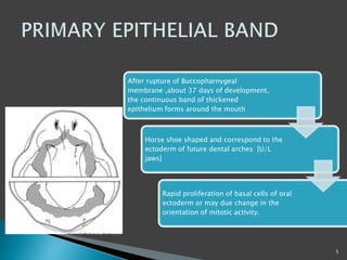 After rupture of Buccopharnygeal
membrane ,about 37 days of development,
the continuous band of thickened
epithelium forms around the mouth
Horse shoe shaped and correspond to the
ectoderm of future dental arches [U/L
jaws]
Rapid proliferation of basal cells of oral
ectoderm or may due change in the
orientation of mitotic activity.
5
 