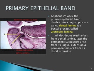  At about 7th week the
primary epithelial band
divides into a lingual process
called dental lamina & a
buccal process called
vestibular lamina.
 All deciduous teeth arises
from dental lamina, later the
permanent successors arise
from its lingual extension &
permanent molars from its
distal extension
6
 